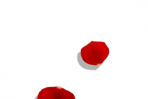 红色花瓣