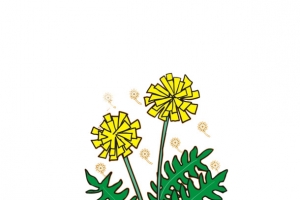 手绘菊花