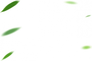 树叶叶子绿色叶子