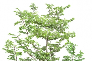 森林树木PNG3