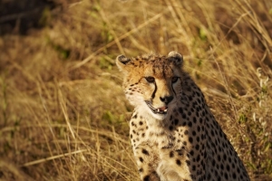 猎豹 动物 捕食者 野生动物 大猫 4k壁纸 3840x2160
