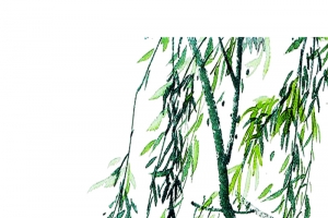 柳树