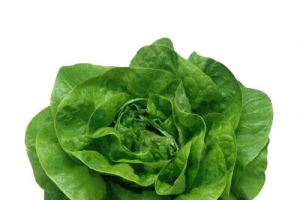 奶白菜素材