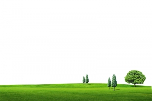 绿油油的草地大自然农场的草地和树