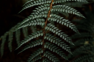 蕨类植物 树叶 灌木 深色 4k壁纸 3840x2160