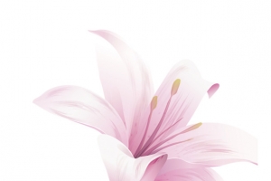 百合花