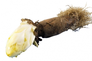 手绘一颗盛开的菊苣