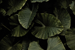 黄瘤 植物 叶子 绿色 4k壁纸 3840x2160