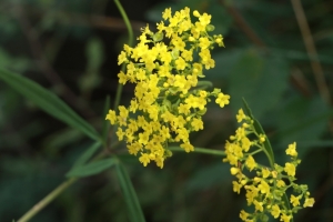 林间黄色小花4k壁纸