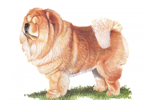 手绘松狮犬圣诞节高清PNG透明图片设计素材免费下载