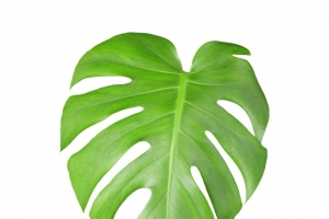 一片芭蕉叶