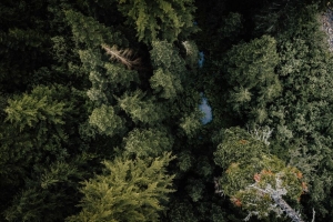 森林 河流 鸟瞰图 树木 自然 4k壁纸 3840x2160