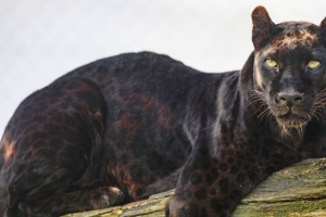 美洲豹 动物 捕食者 大猫 4k壁纸 3840x2160