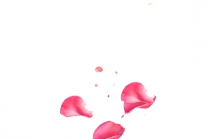漂浮花瓣