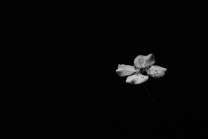 花 花瓣 极简主义 阴影 黑色 4k壁纸 3840x2160