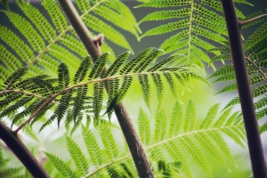 蕨类植物 绿色 森林 叶子 5K壁纸