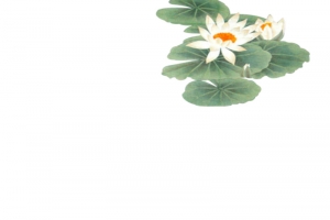 荷花茶叶池塘