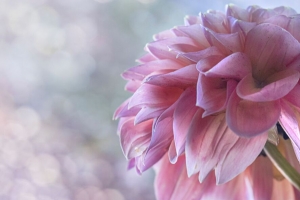 大丽花 花 花瓣 粉红色 宏观 4k壁纸 3840x2160