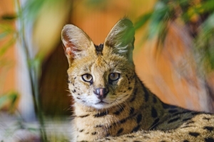  serval 动物 一瞥 捕食者 大猫 4k壁纸 3840x2160