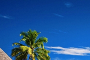 蓝色天空海边椰林