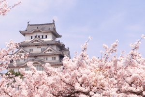 日本旅游  樱花背景  海报banner背景
