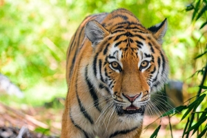 西伯利亚虎 捕食者 大猫 眼睛 4k壁纸 3840x2160