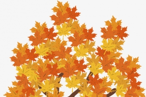 精美手绘枫树矢量插画素材