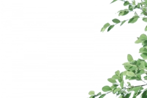 绿色小清新树叶