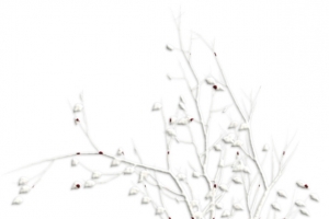 雪树