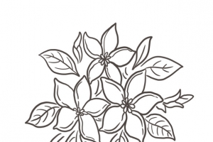 线条优美的植物叶子线描图