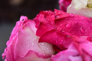 玫瑰 芽 滴 花 宏观 4k壁纸 3840x2160