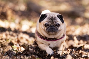  pug 狗 宠物 树叶 秋季 4k壁纸 3840x2160