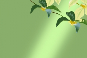 蟾宫折桂,玉兔登天 桂花 3440x1440带鱼屏壁纸