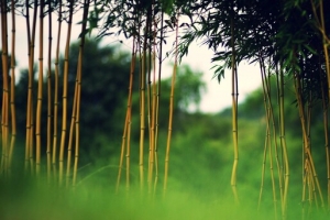 绿色竹林海报背景