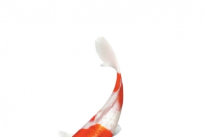 鲤鱼红色鱼