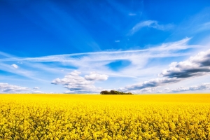 油菜花的天空4K高清风景壁纸