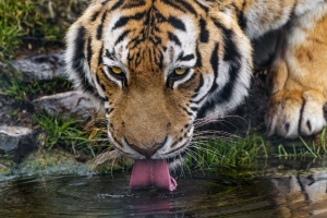 老虎 突出的舌头 捕食者 大猫 野生 4k壁纸 3840x2160
