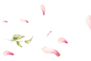 撒花树叶粉花瓣