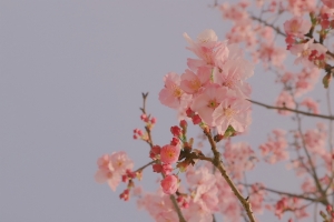春季樱花唯美