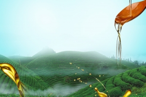 飞溅花生油绿色茶园PSD分层主图背景素材