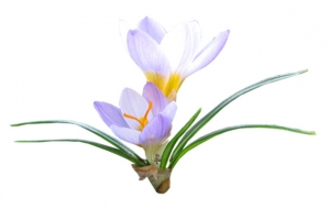 花枝花草免抠PNG