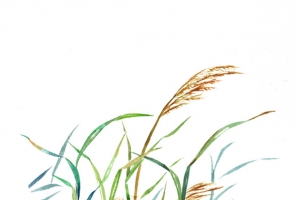 手绘芦苇
