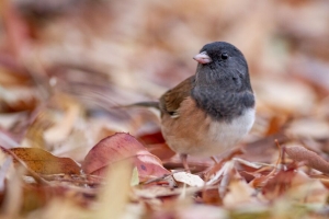 黑眼junco 鸟类 树叶 野生动物 4k壁纸 3840x2160