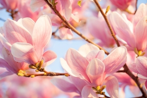 玉兰花 4k壁纸