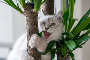 猫 宠物 蓬松 有趣 酷 植物 4k壁纸 3840x2160