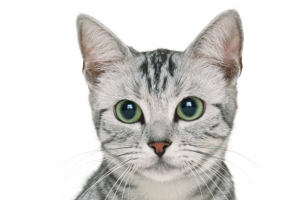 坐着的灰猫咪