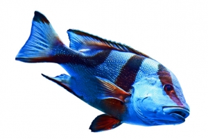 海洋小鱼 blue and red