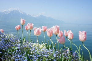 大海 鲜花 4K风景壁纸