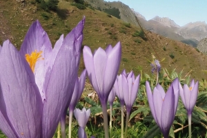 番红花 花 紫色 植物 山脉 4k壁纸 3840x2160