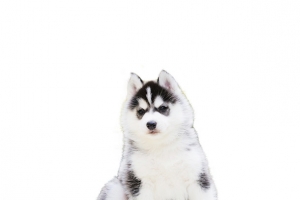 二哈幼犬素材